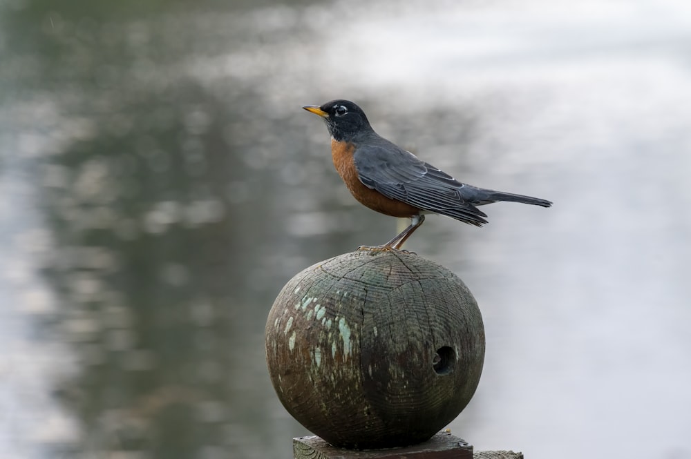 a small bird perched on top of a ball