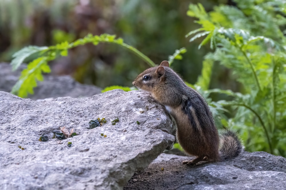 Ein kleines Tier, das auf einem Felsen steht