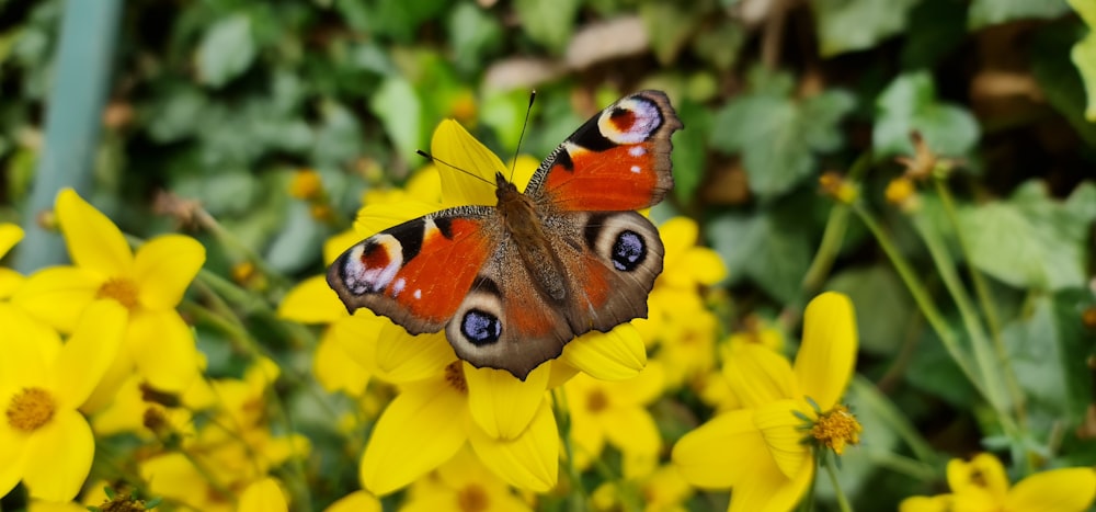 a close up of a butterfly on a flower