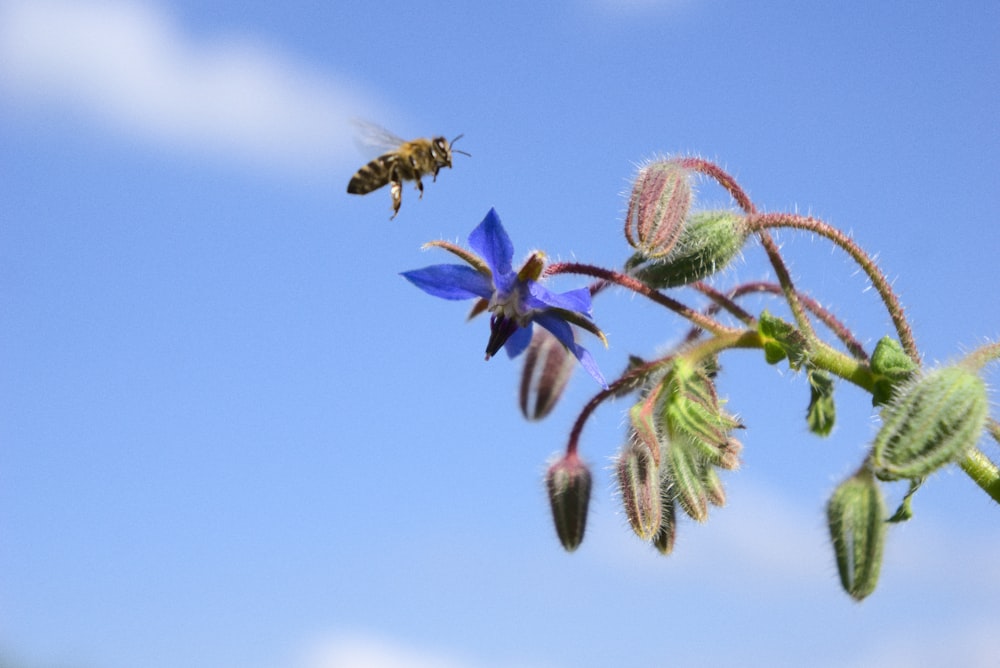 a bee flying over a flower with a blue sky in the background