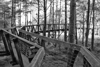 A wooden walkway elevated above the forest floor winds its way through tall, thin trees. The path is supported by sturdy wooden beams, and wire mesh runs along the sides for safety. The scene is serene and devoid of people, with a natural, rustic feel accentuated by the monochrome palette.