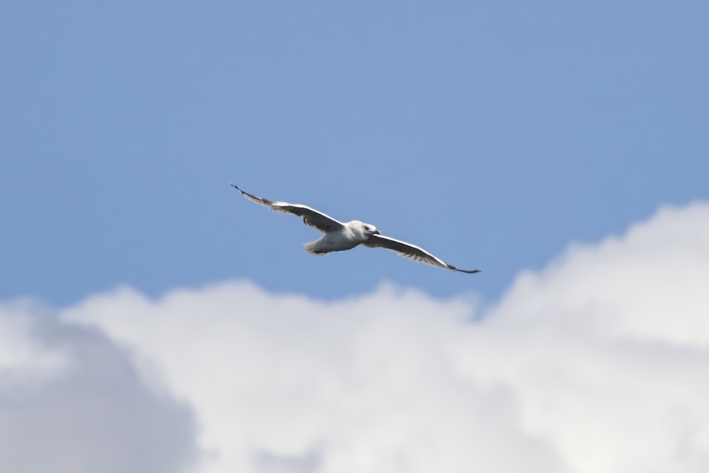 a seagull flying through a cloudy blue sky