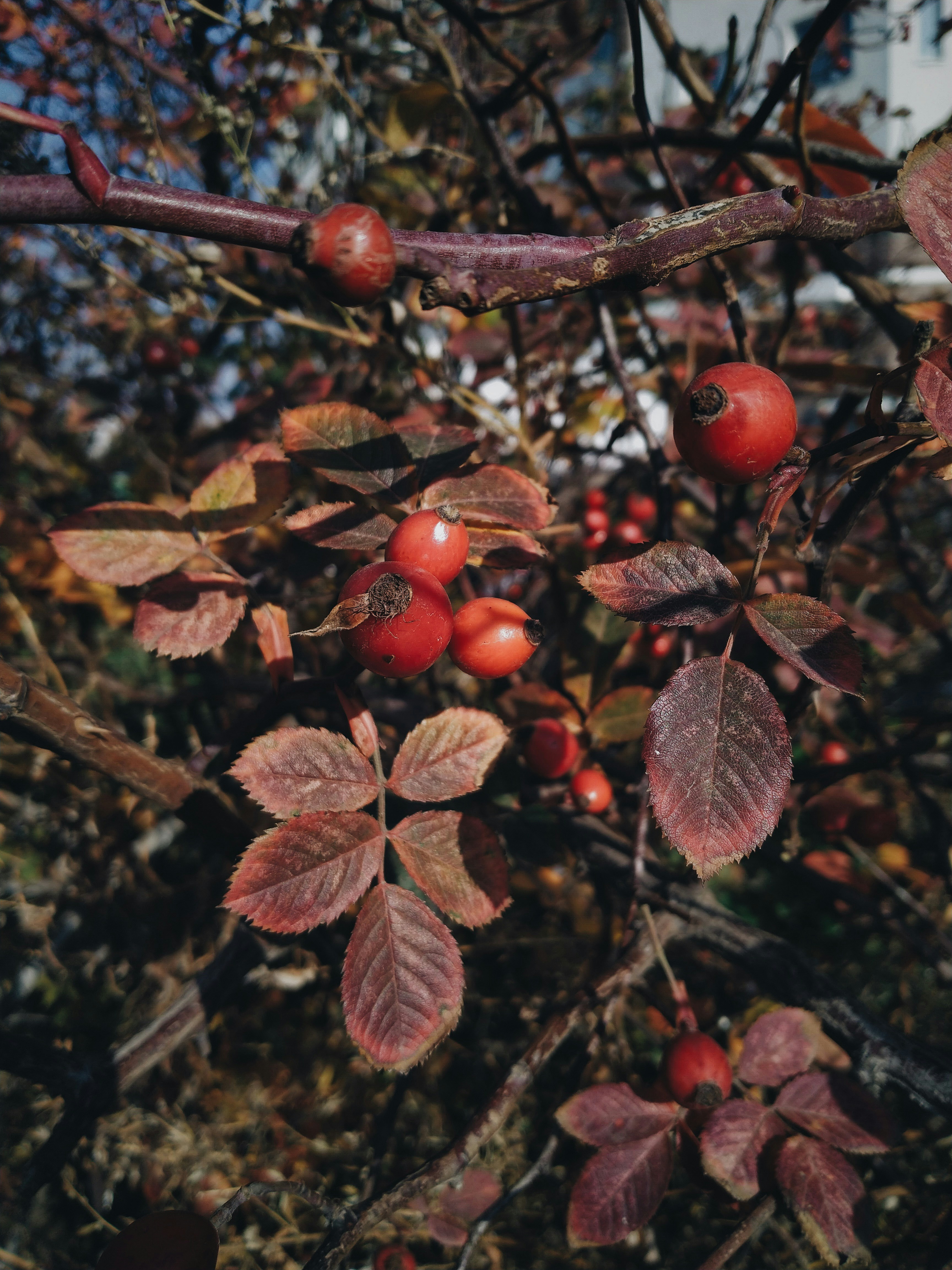a branch with red berries and leaves on it