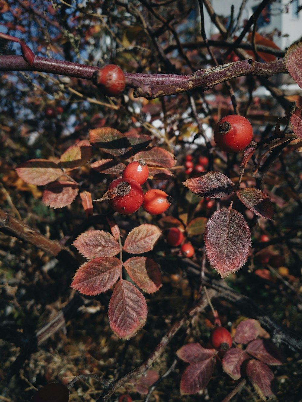 a branch with red berries and leaves on it