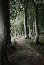 a dirt path in the middle of a forest