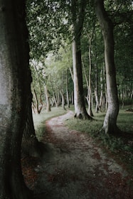 a dirt path in the middle of a forest