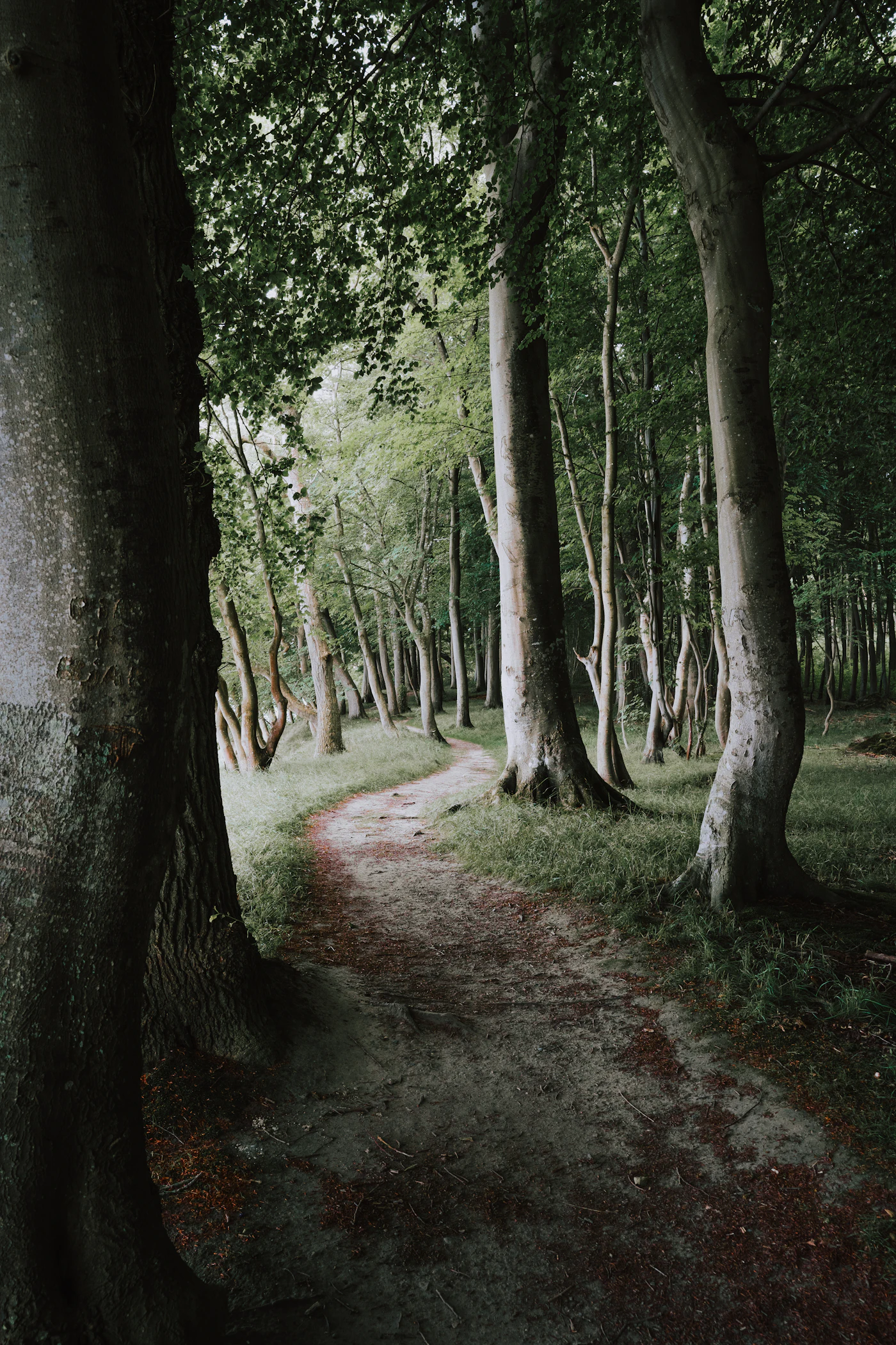 Woodland in soft light