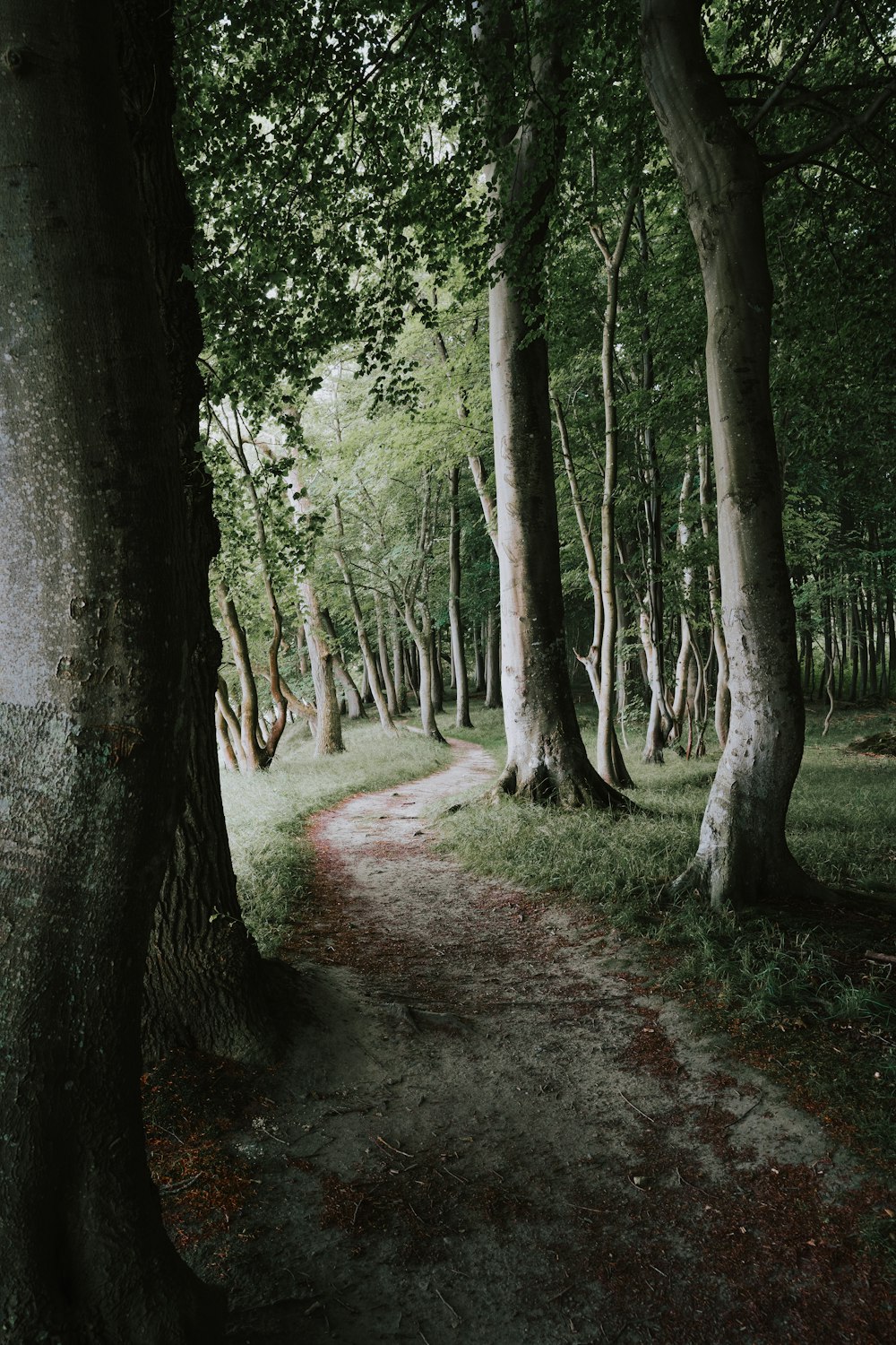 a dirt path in the middle of a forest