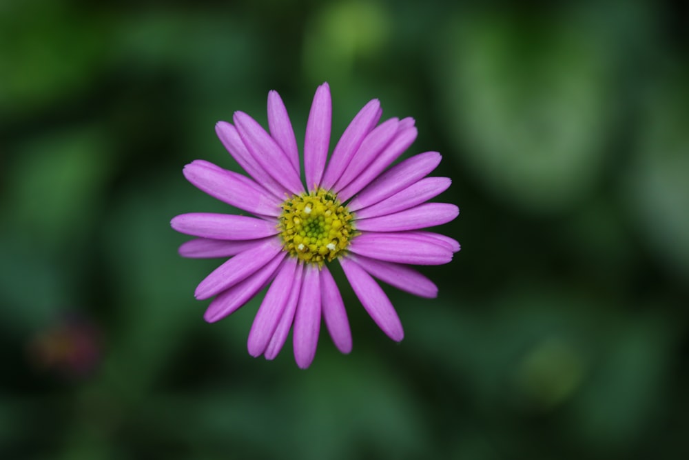 a close up of a purple flower with a green background