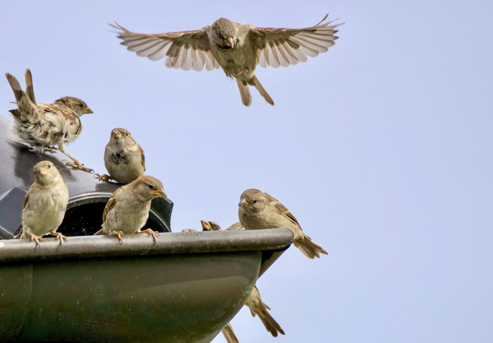 a flock of birds sitting on top of a roof