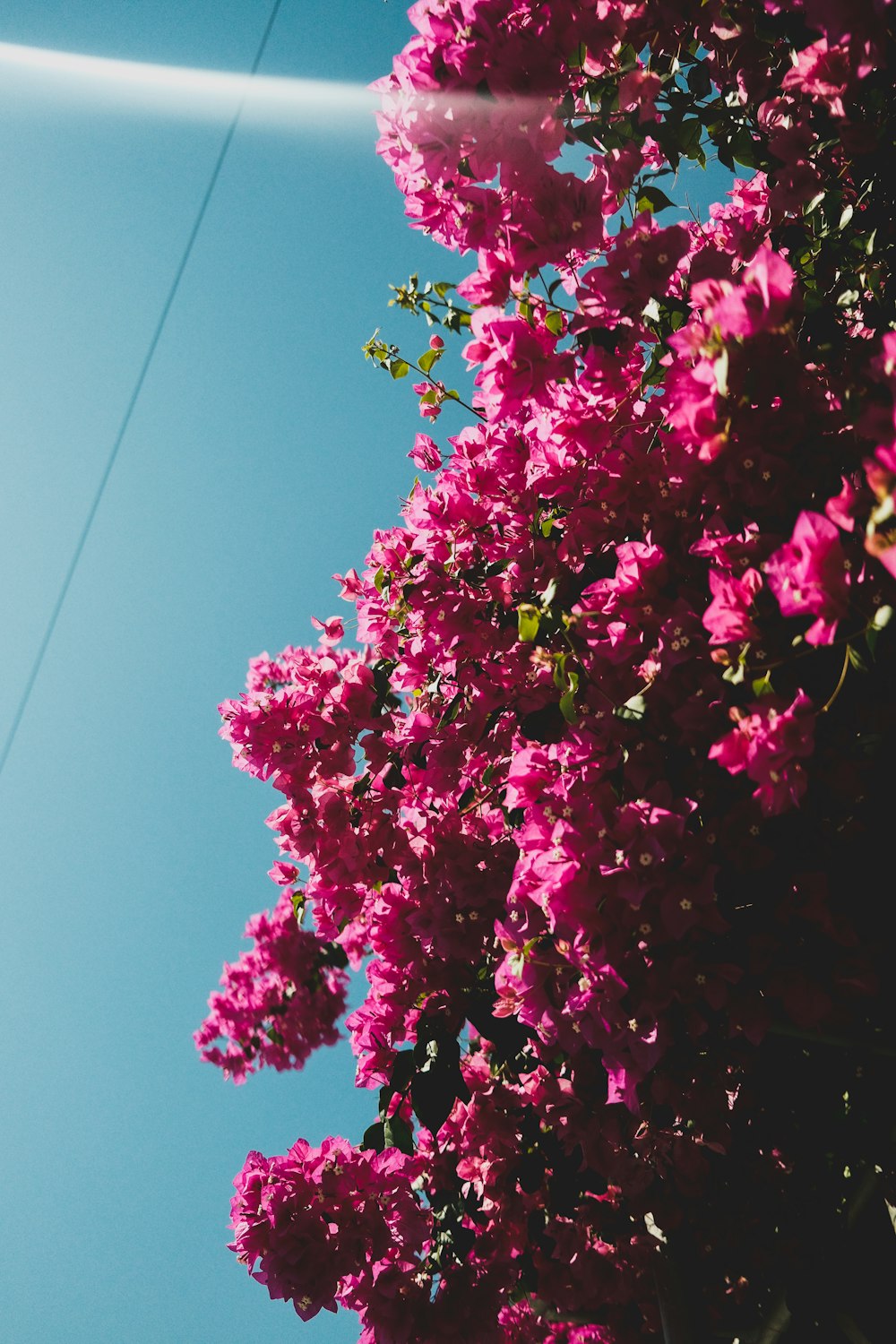 a bunch of pink flowers on a tree