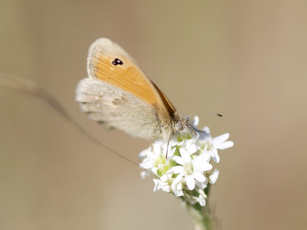 a brown and white butterfly sitting on a white flower