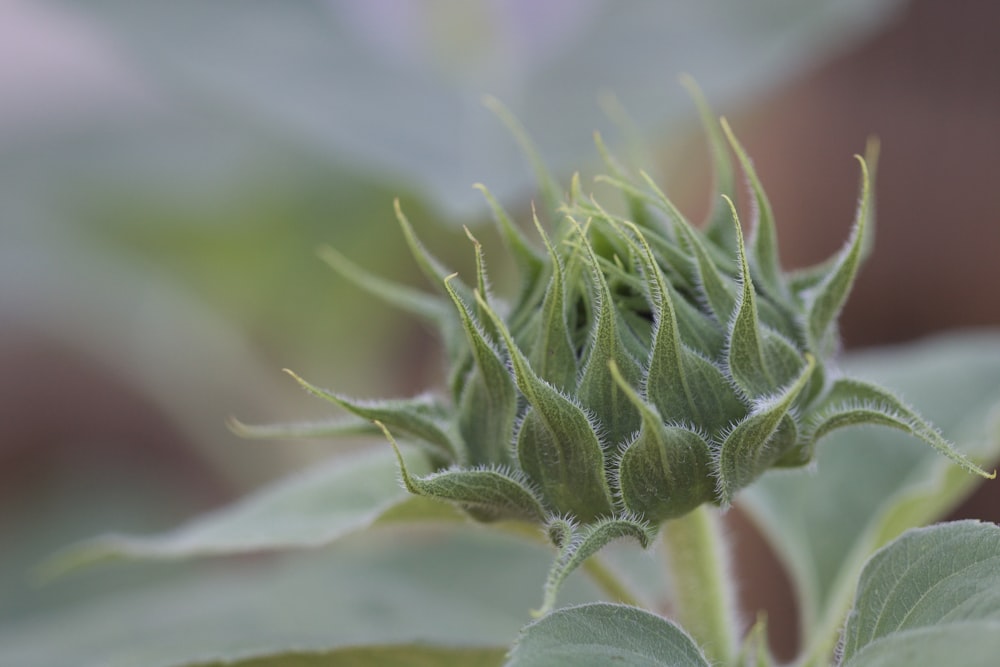 a close up of a green plant with leaves