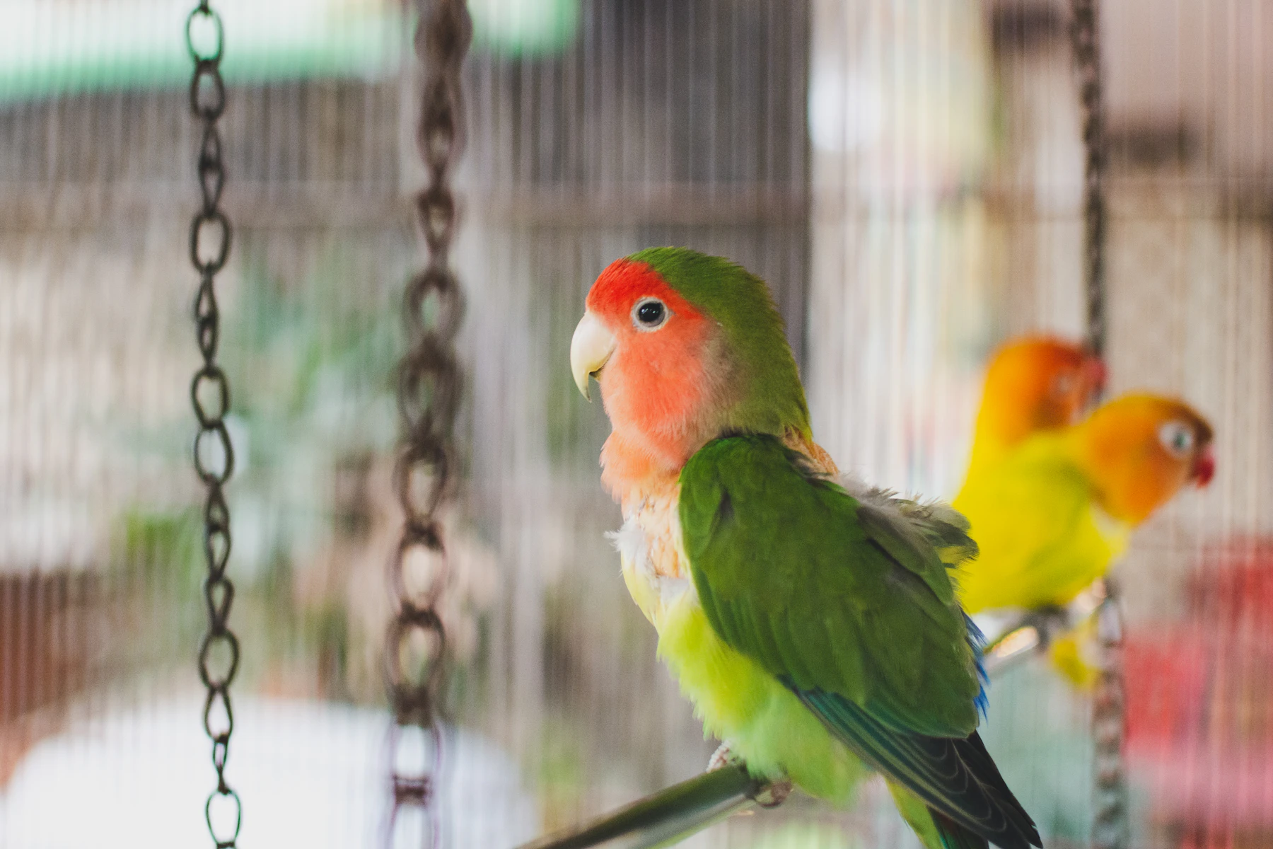 A peach-faced lovebird on a perch in an aviary, with hanging toy chains behind it