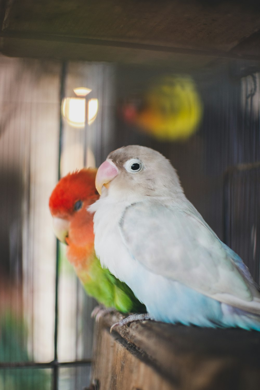 un couple d’oiseaux assis sur un perchoir