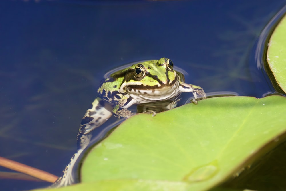 a frog sitting on top of a leaf in a pond