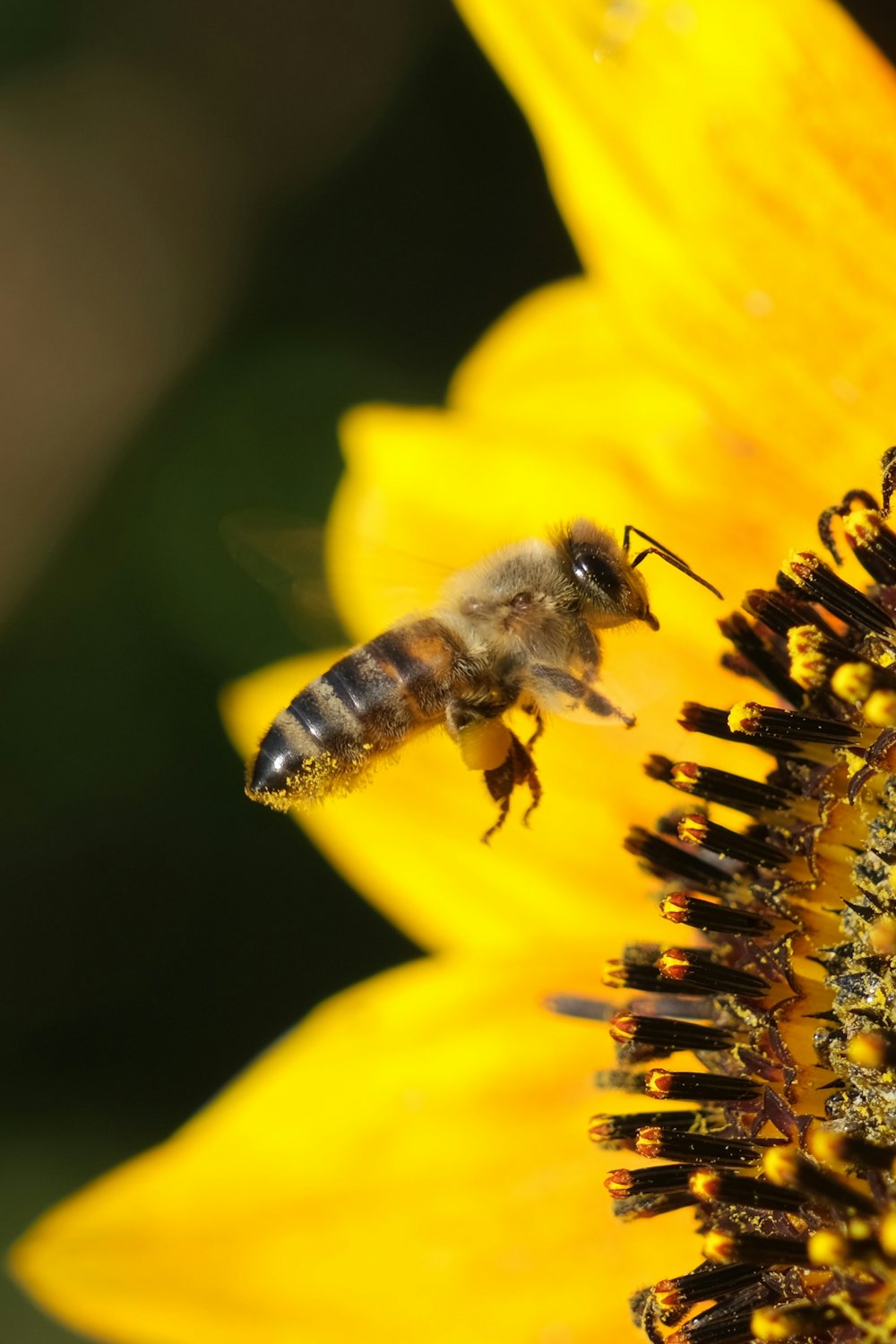 Una abeja en un girasol con un fondo borroso