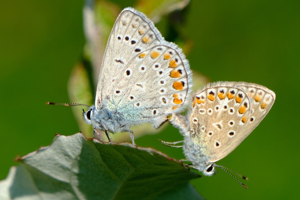 Zwei Schmetterlinge sitzen auf einem grünen Blatt