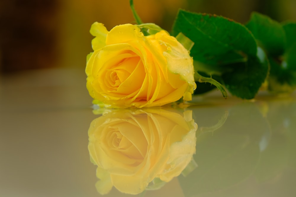 a yellow rose sitting on top of a table