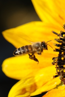 a bee on a yellow flower with a black background