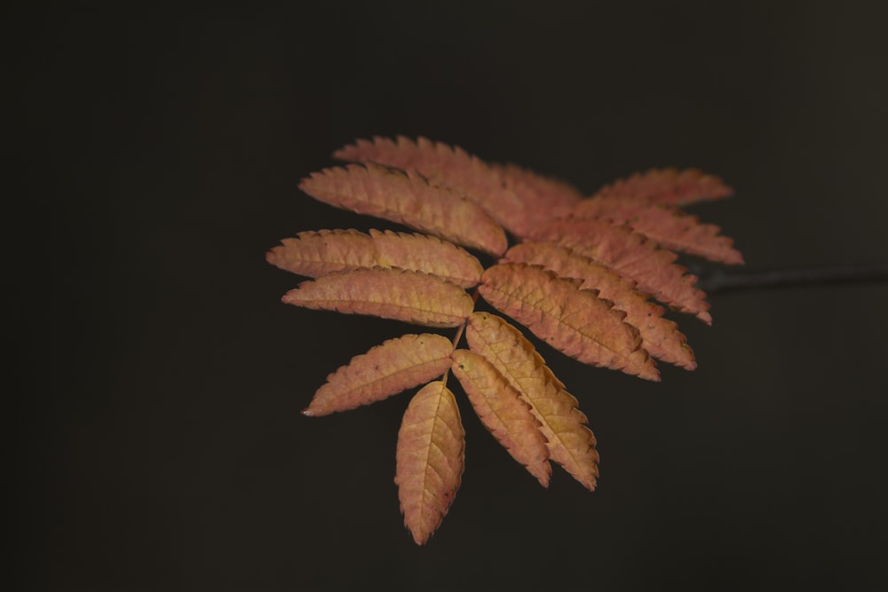 a close up of a leaf on a branch