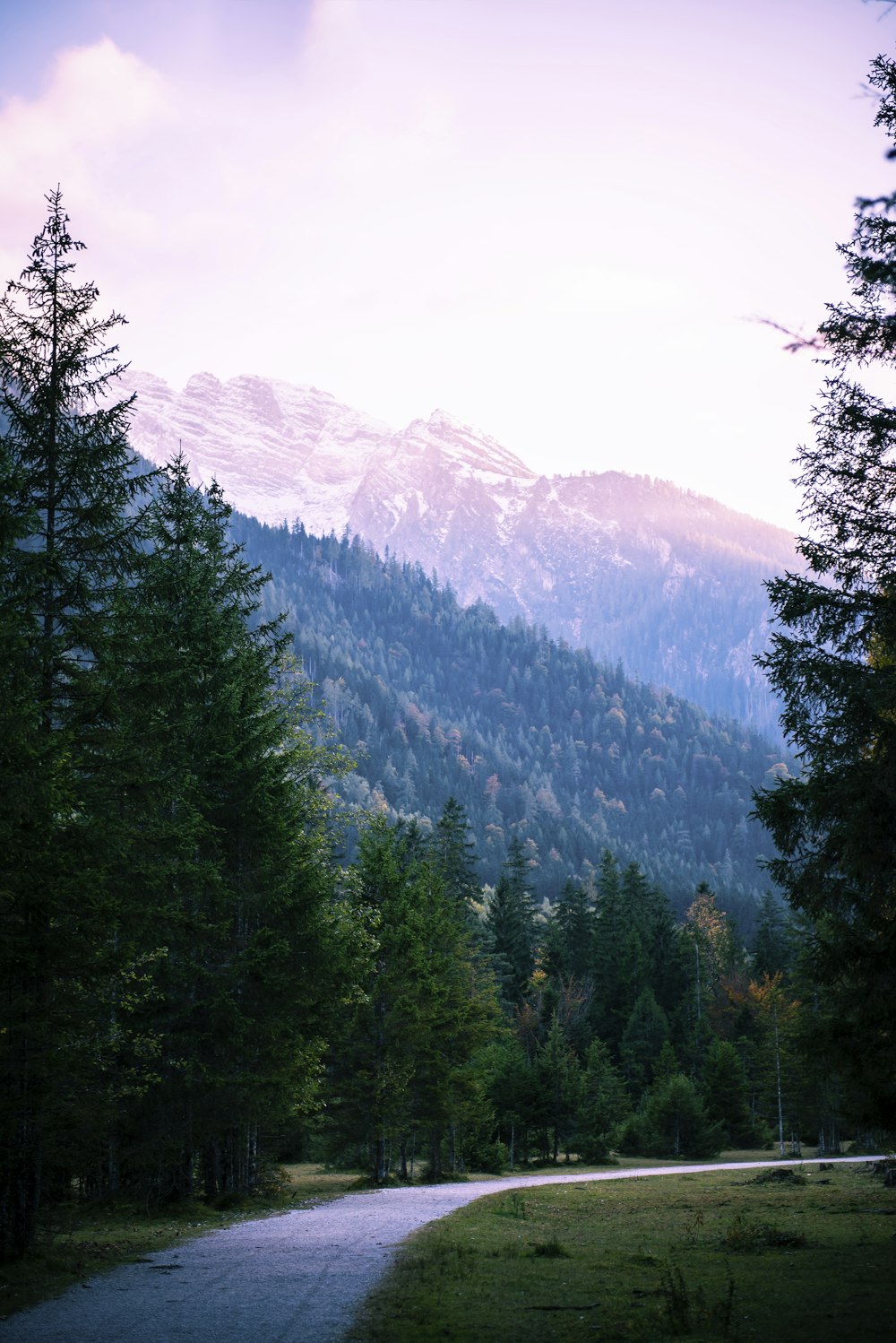 a road in the middle of a forest with a mountain in the background