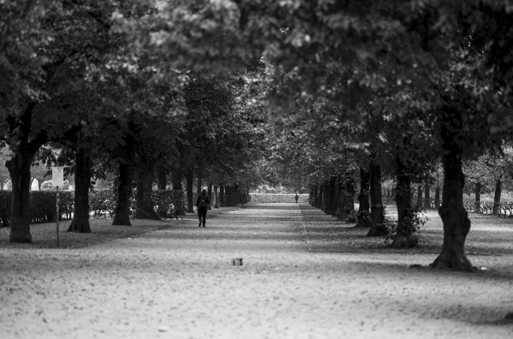 a black and white photo of a tree lined path