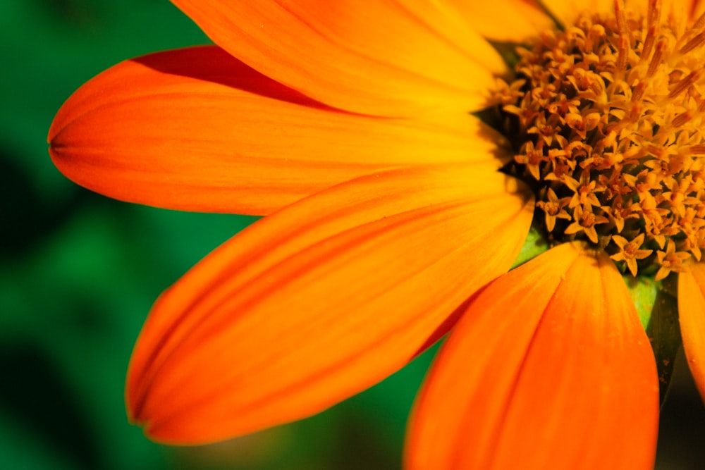 an orange flower with a green background