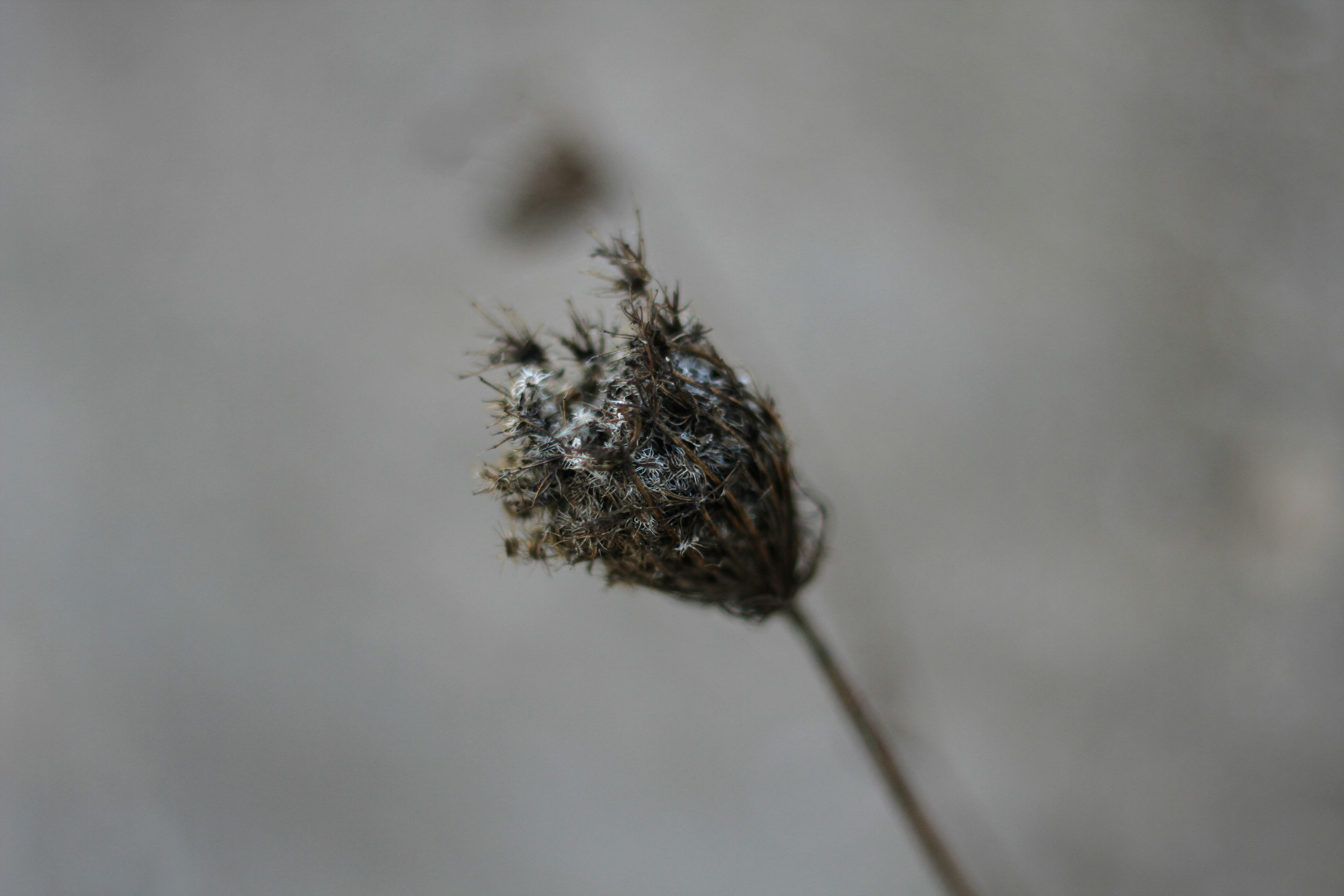 Photo by blackirisvisuals