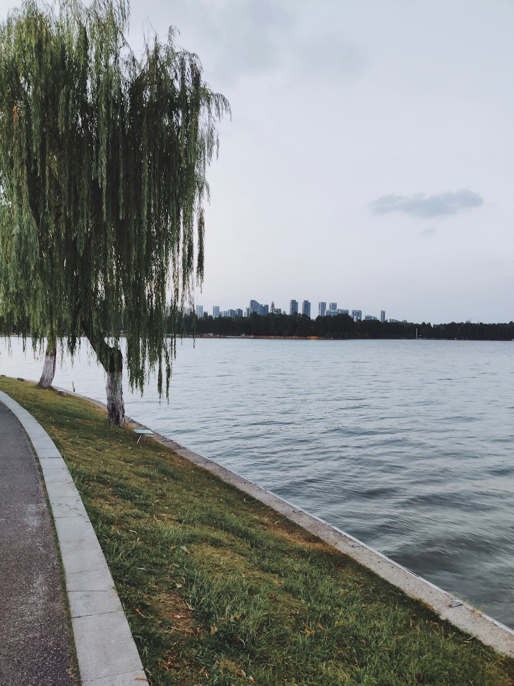 a tree next to a body of water with a city in the background