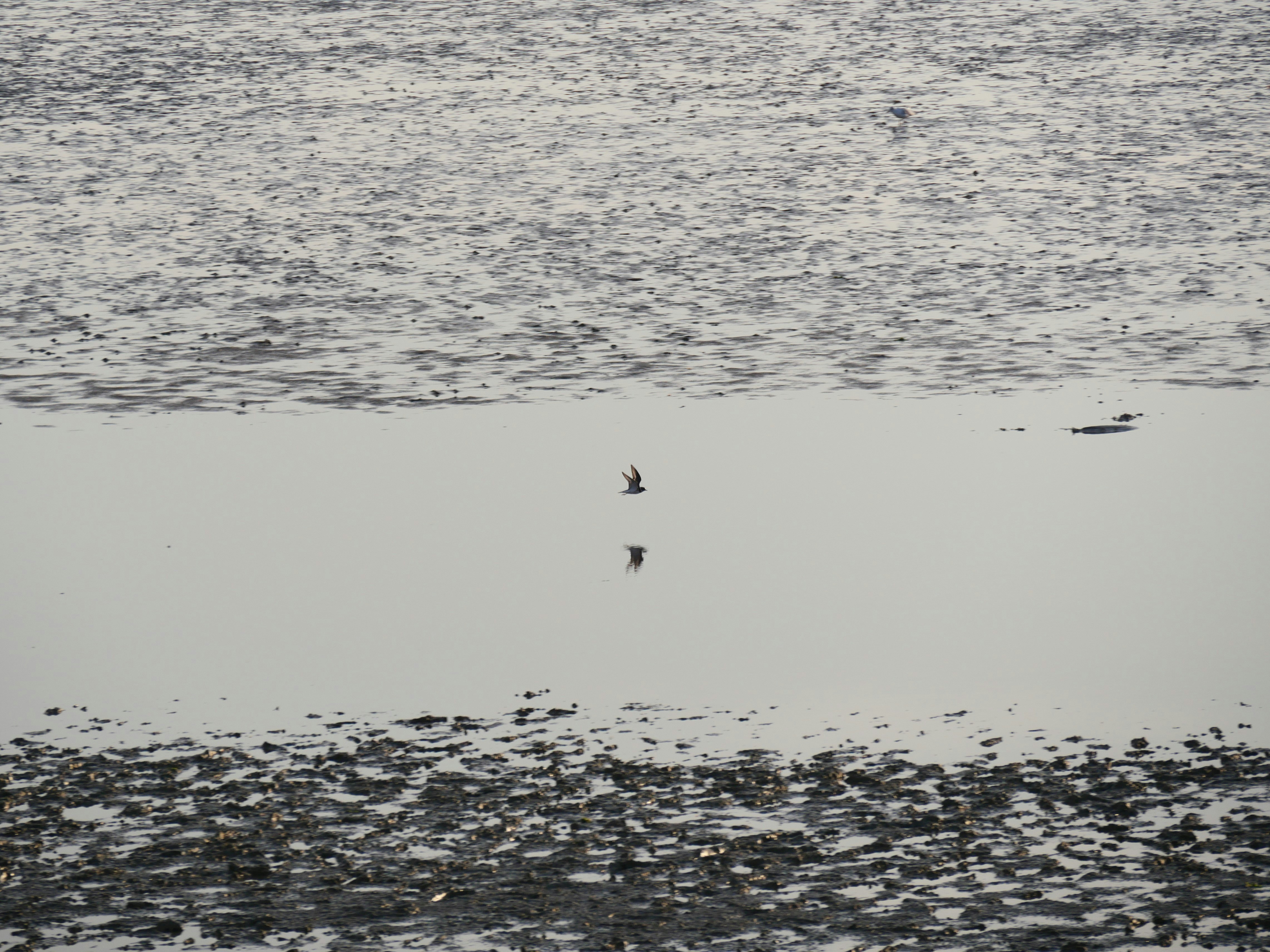 Photo by nimbus_vulpis