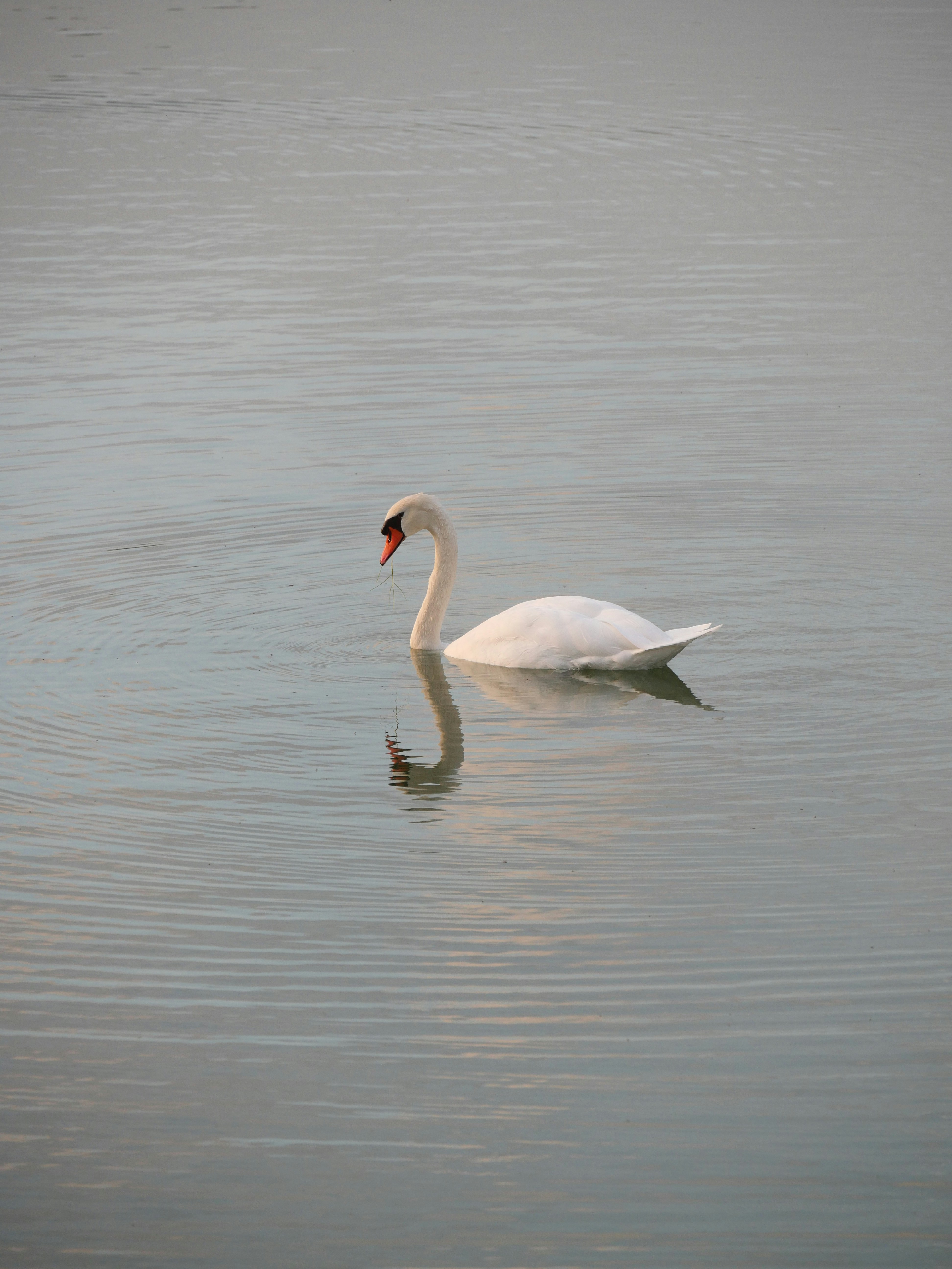 Photo by nimbus_vulpis