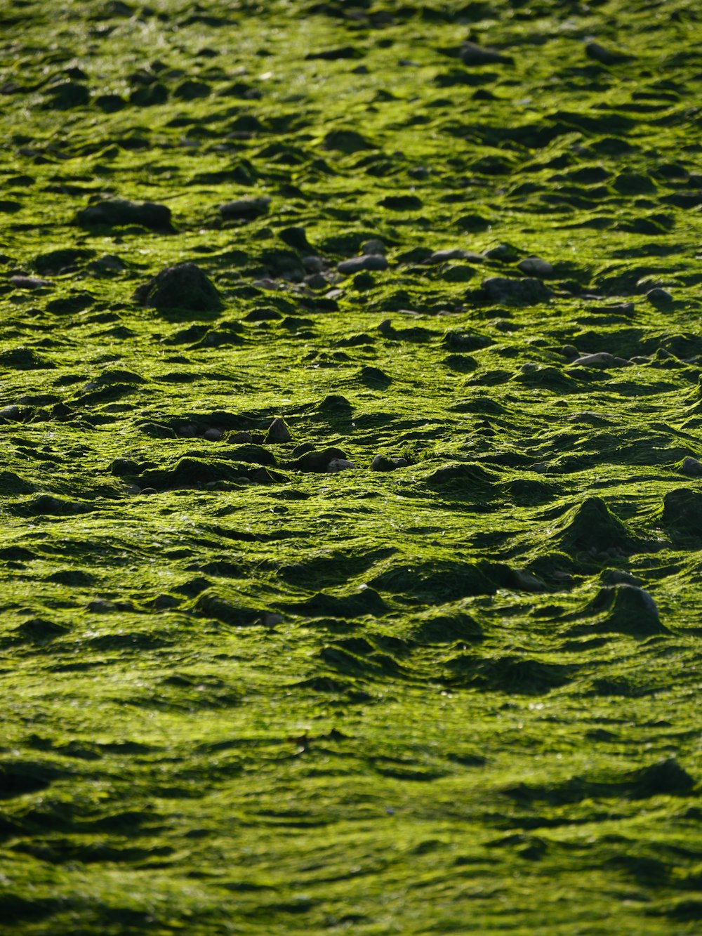 a bird standing on top of a lush green field