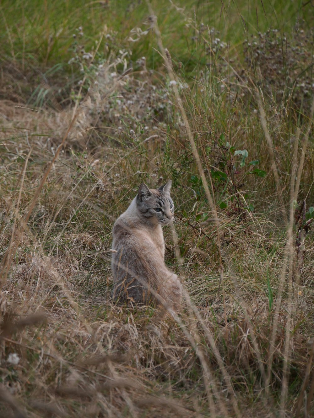 a cat sitting in a field of tall grass