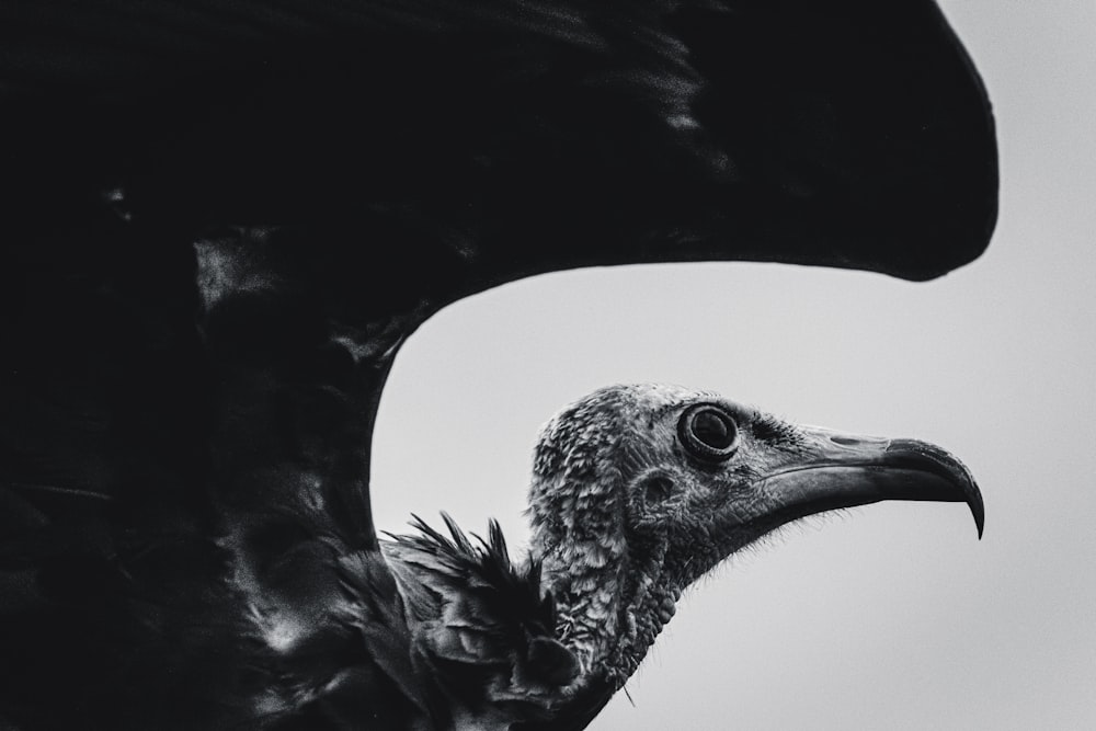 a close up of a bird with a very large beak