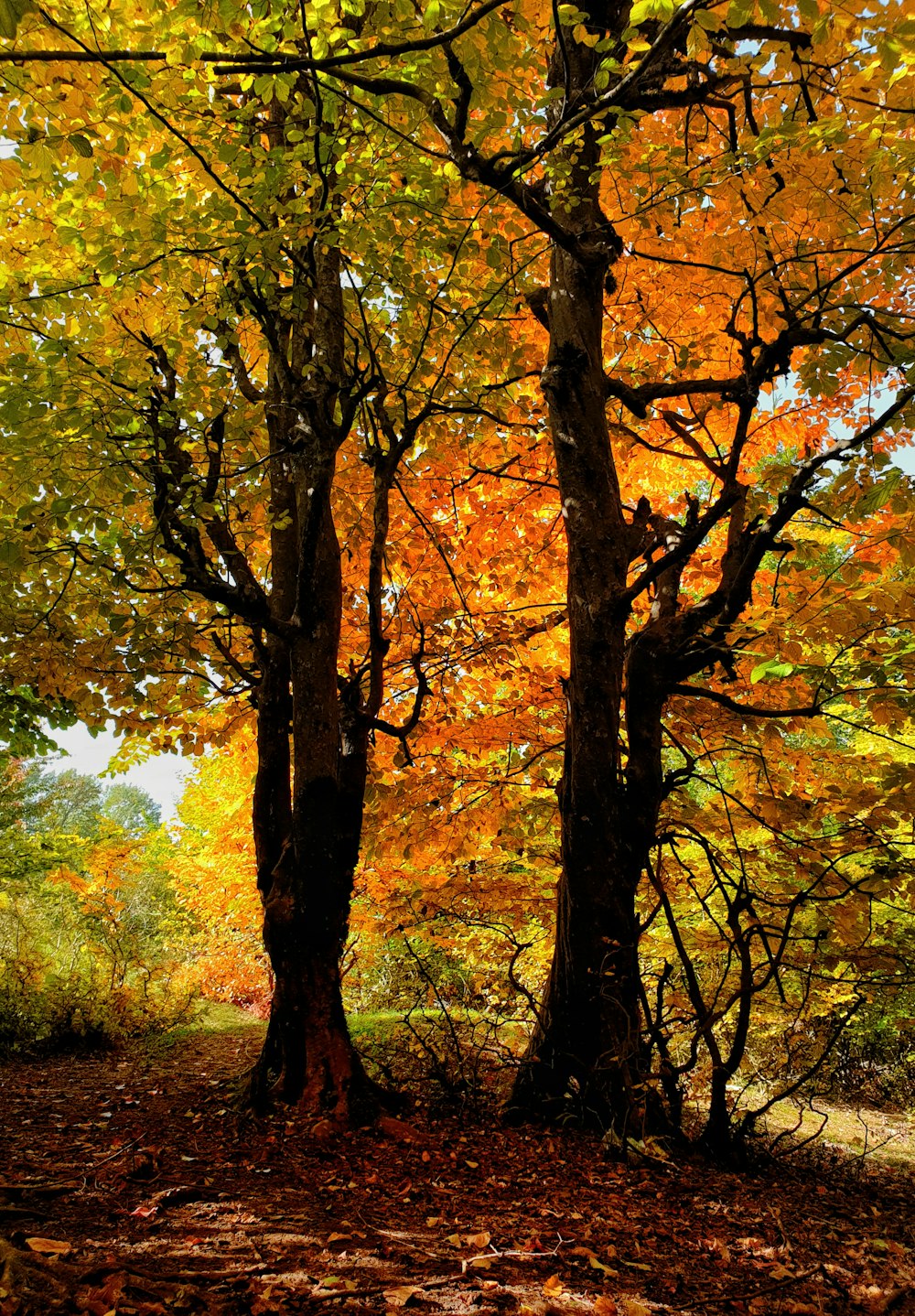 un paio di alberi che sono uno accanto all'altro