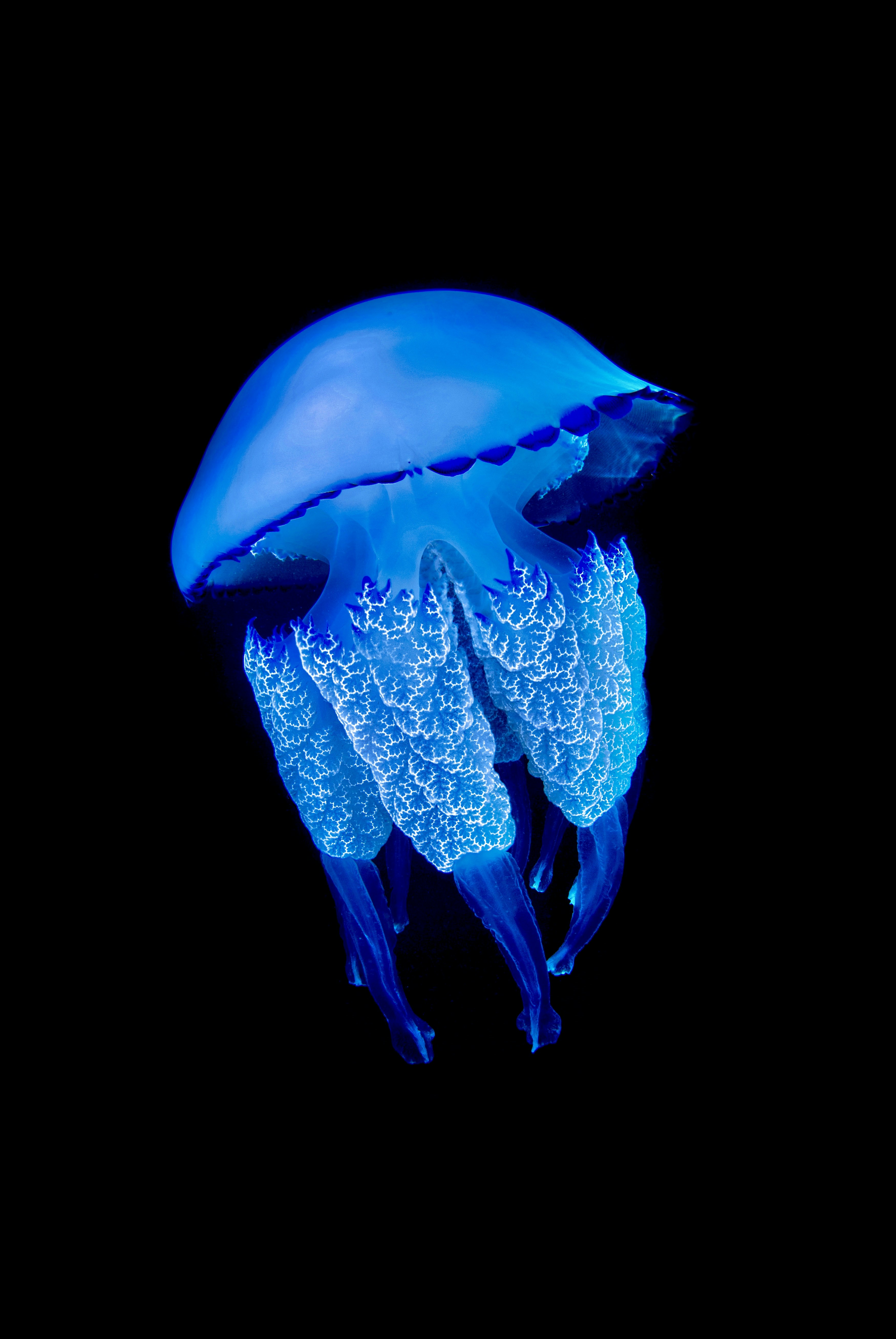 a close up of a jellyfish on a black background