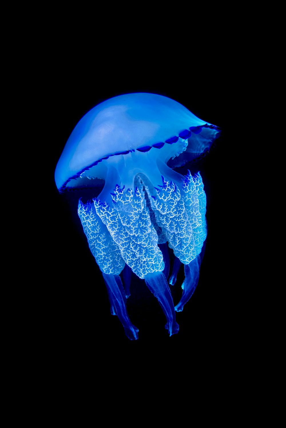 Un primo piano di una medusa su uno sfondo nero