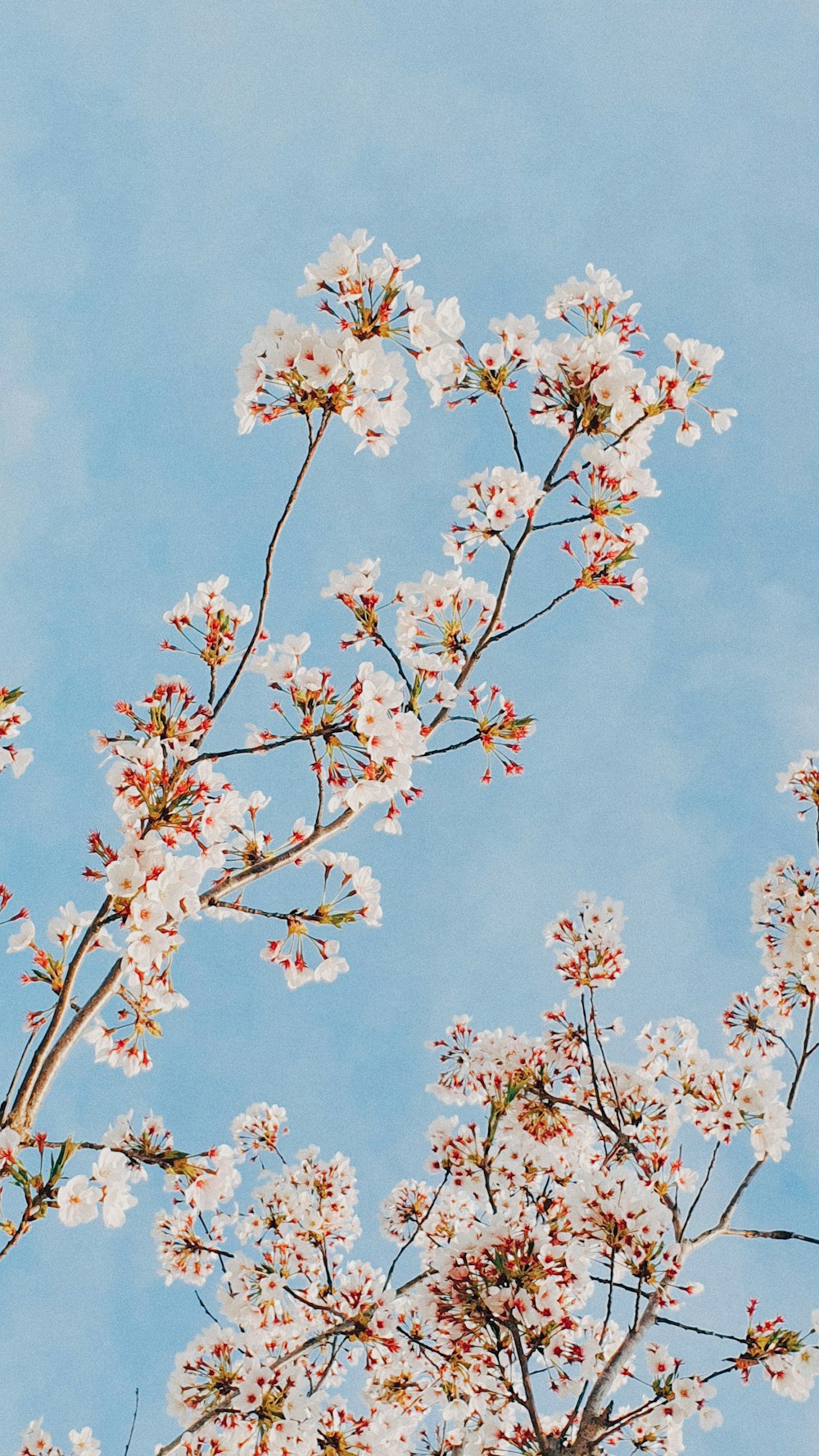 a tree branch with white flowers against a blue sky