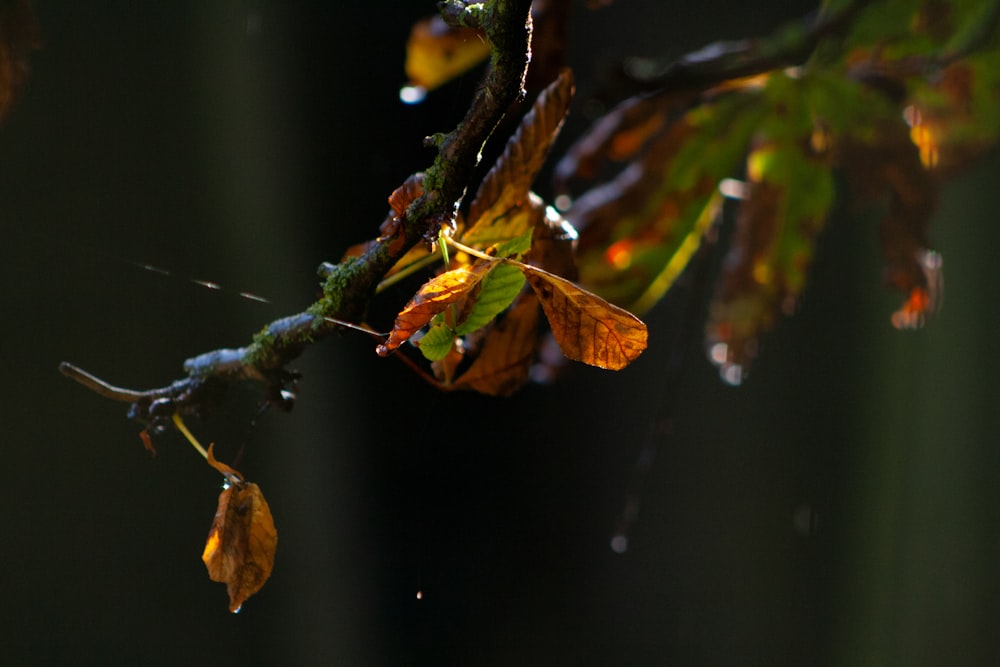 a branch with leaves and water drops on it