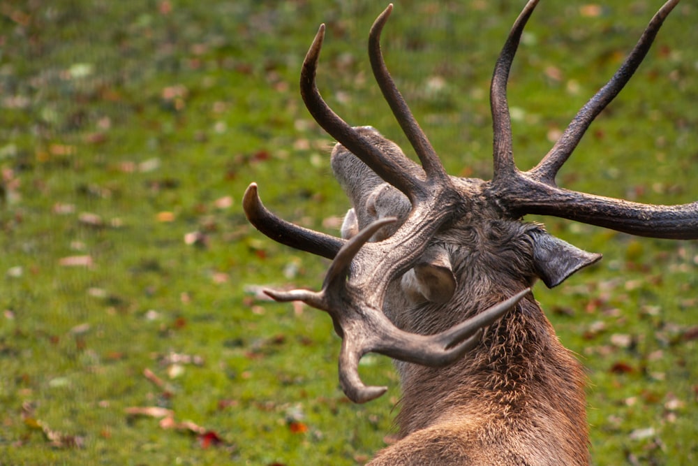 a close up of a deer with very large horns