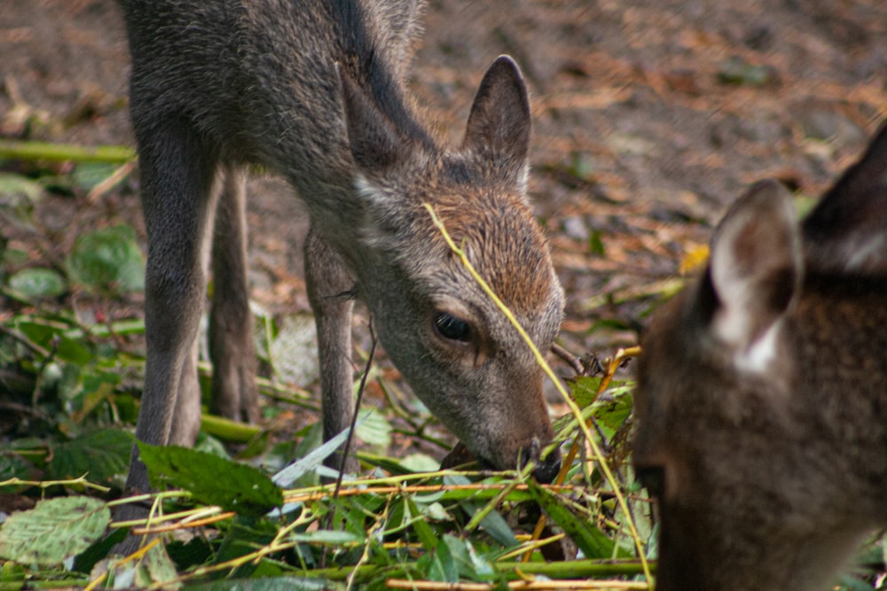 a couple of deer standing on top of a forest floor