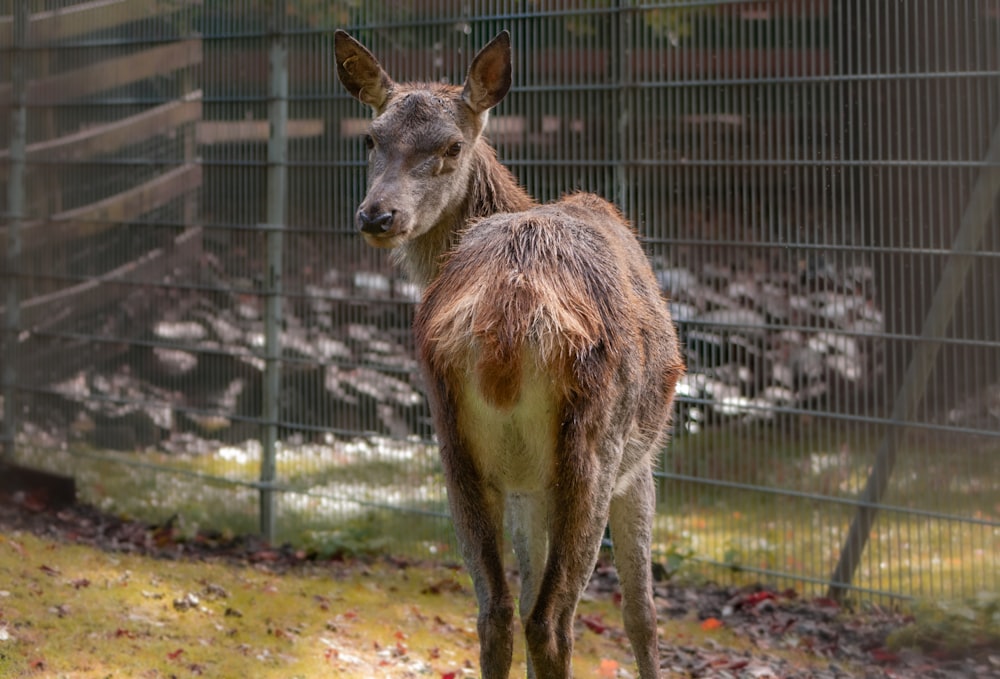 a small brown and white animal standing next to a fence