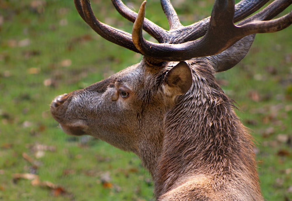 a close up of a deer with antlers on it's head