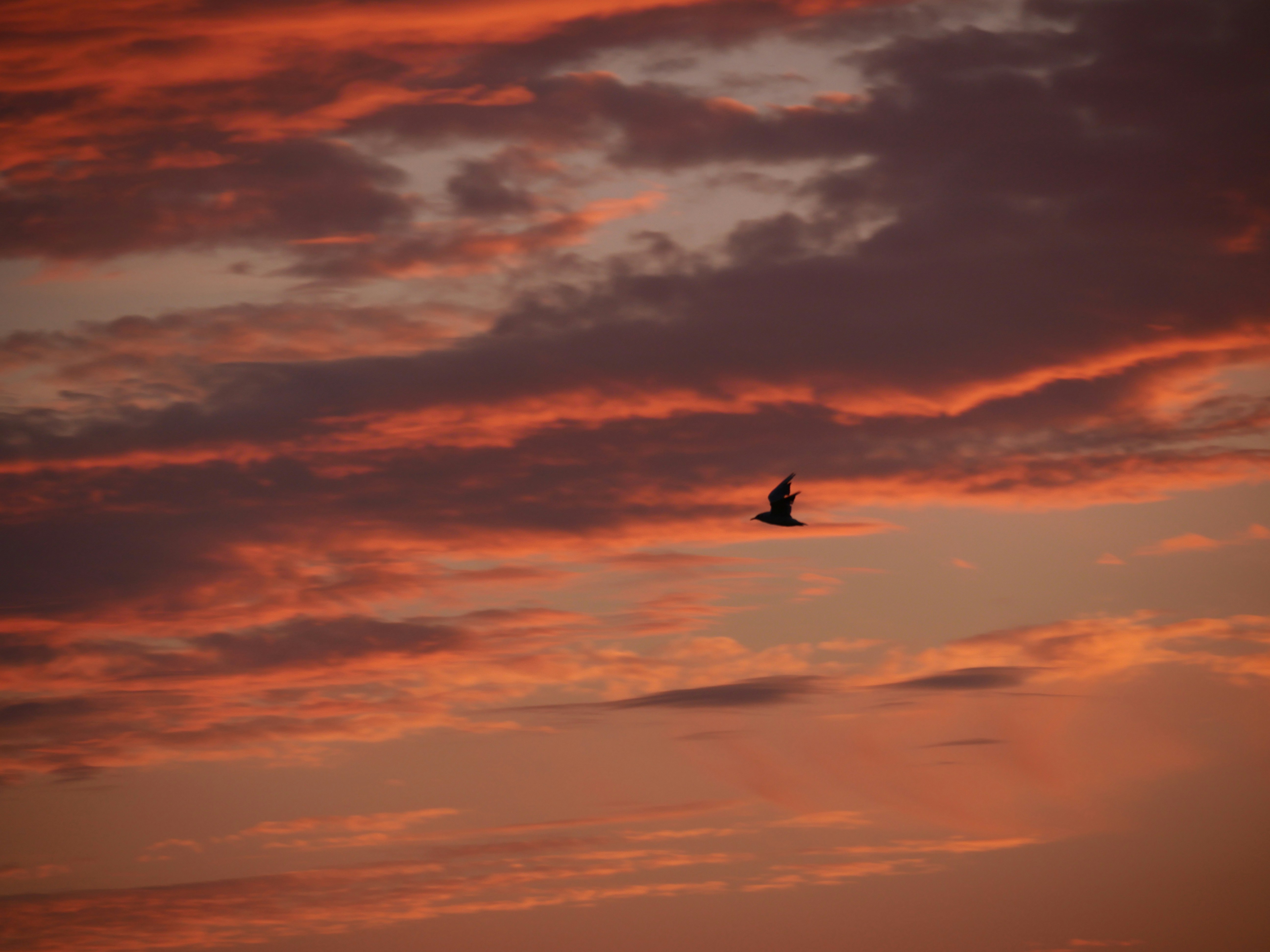 Photo by nimbus_vulpis