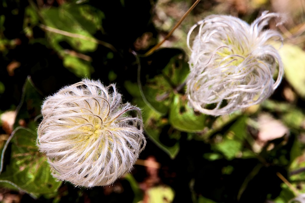 a couple of white flowers sitting on top of a lush green field