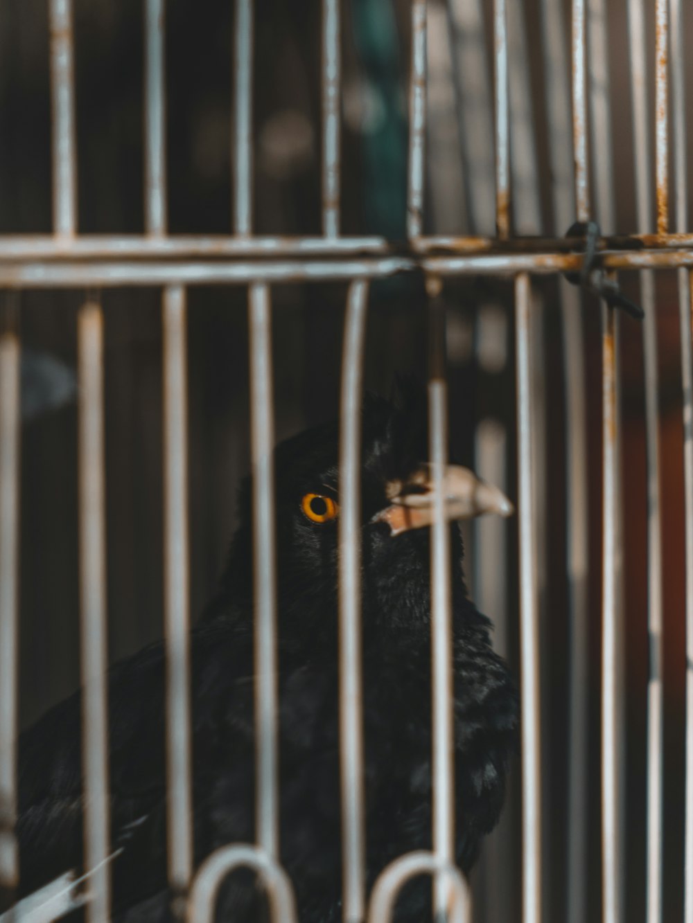 a black bird in a cage with yellow eyes