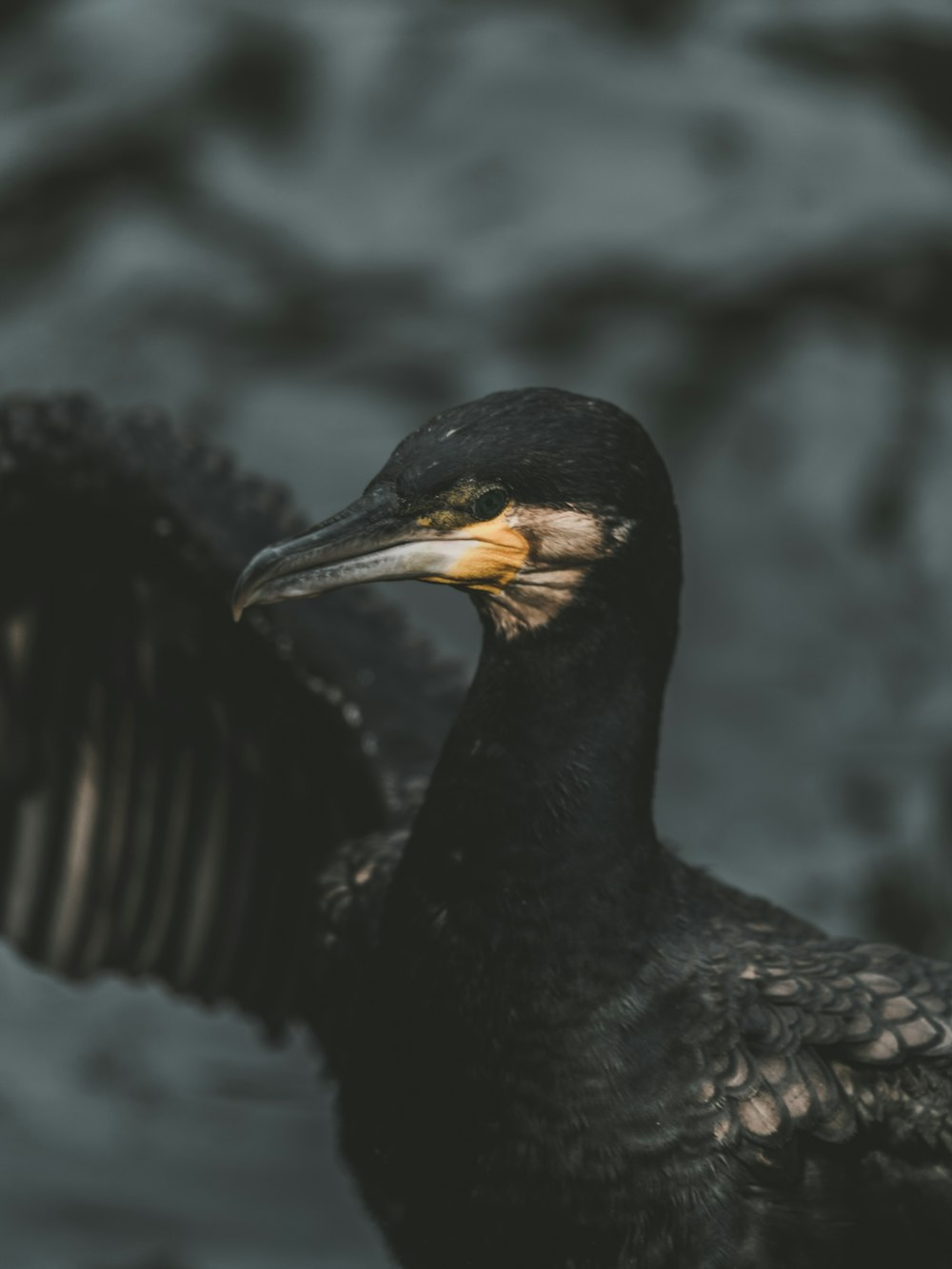 a black bird with a yellow beak standing on a rock