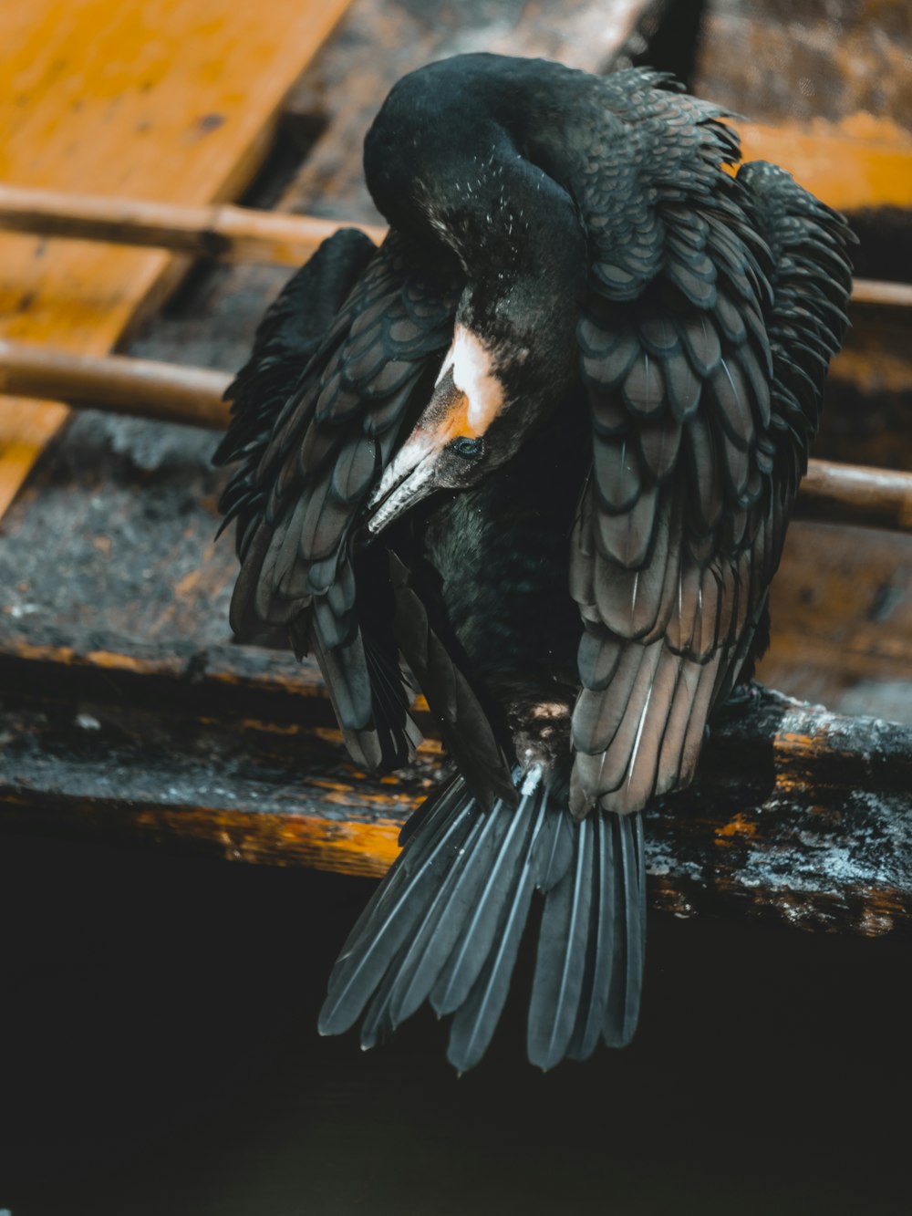 um grande pássaro preto sentado em cima de um banco de madeira