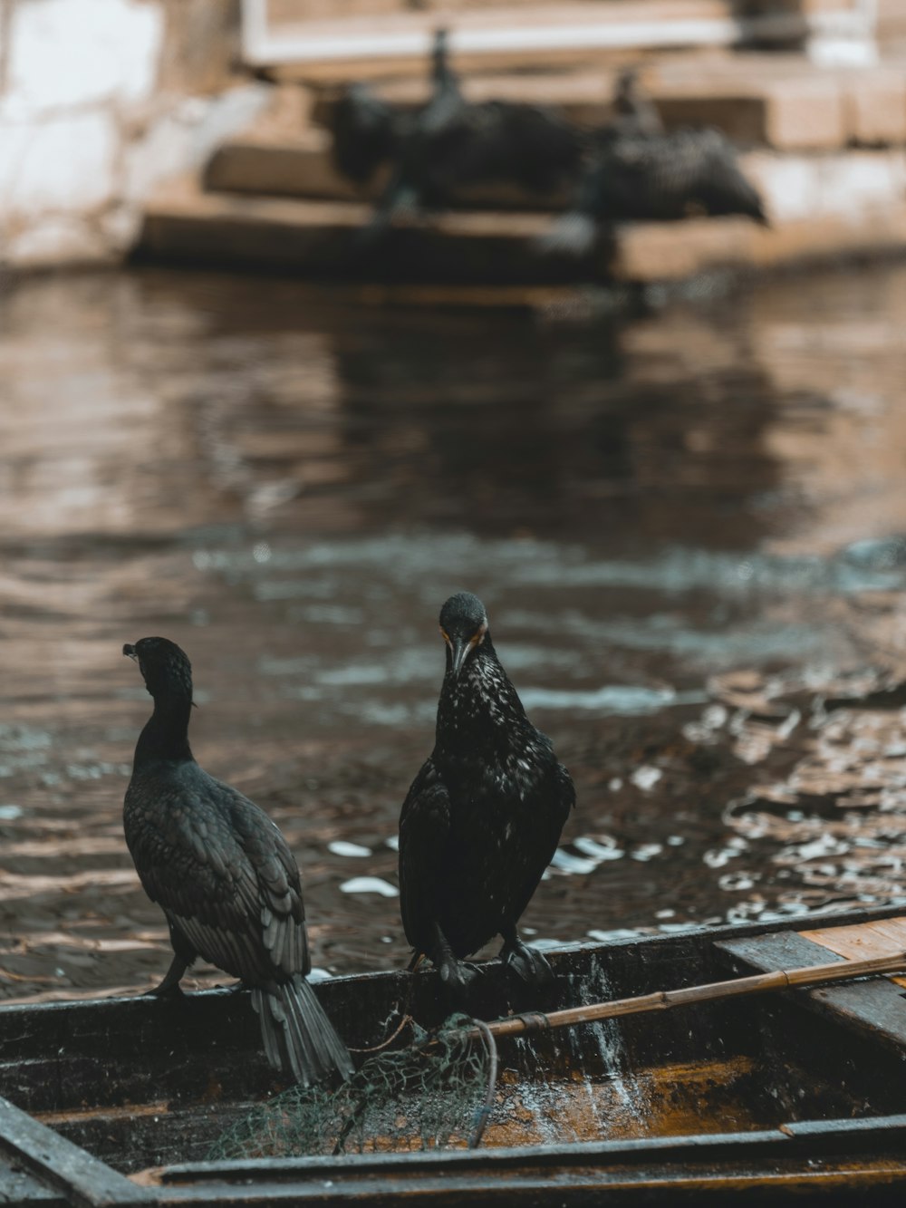 two black birds sitting on a boat in a body of water